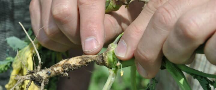 Root rot disease symptoms in canola