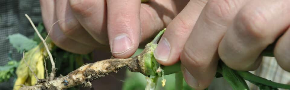 Root rot disease symptoms in canola