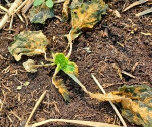 Frost damage