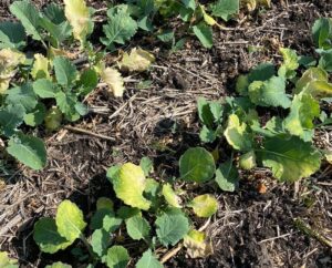 Glyphosate damage to canola