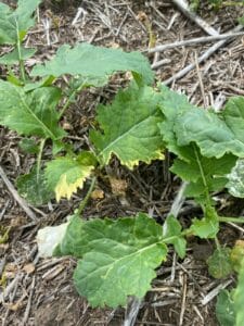 Undetermined yellowing