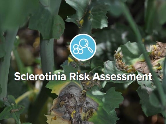 Sclerotinia risk assessment tool tile (from Canola Calculator homepage)