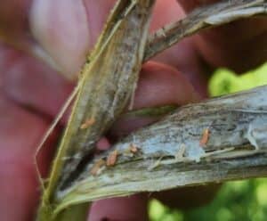white mould midge
