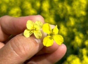 sulphur deficiency (flower on the left)