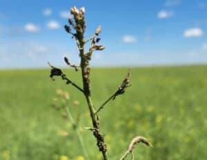 aphids on canola