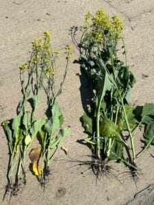 Nitrogen deficiency (plants on the left)