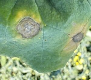 blackleg lesions