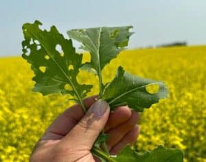 Slug damage