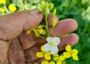 white canola flower