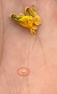 Canola flower midge