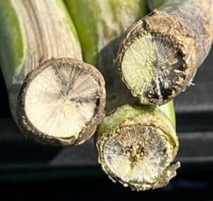 Blackleg stem cross section