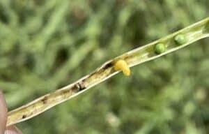 Cabbage seedpod weevil larva