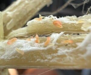 White mould gall midge