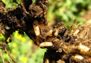 cabbage root maggot
