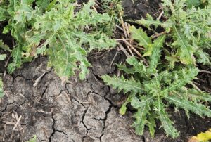 Canada thistle