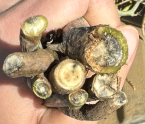 Blackleg infection on canola stems