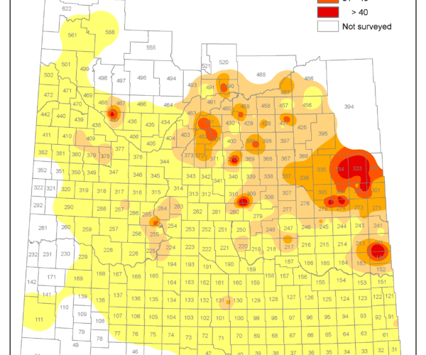2024 Incidence of sclerotinia in canola in Saskatchewan
