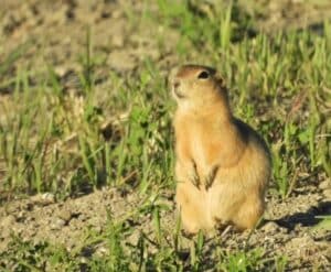 Richardson's ground squirrel