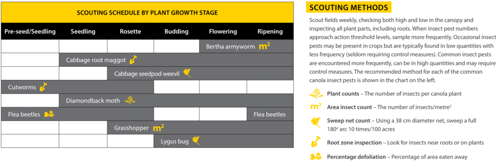 Canola scouting schedule by plant growth stage chart - an excerpt from the Canola Insect Scouting Guide