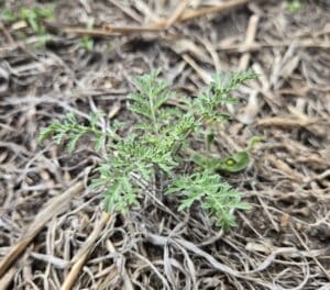 spring weed seedling