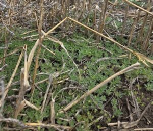 flourish of spring weeds
