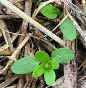 spring weed seedling