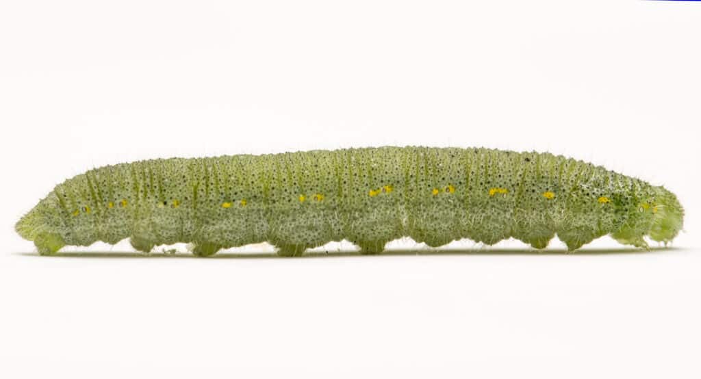 Cabbage white (butterfly) larva