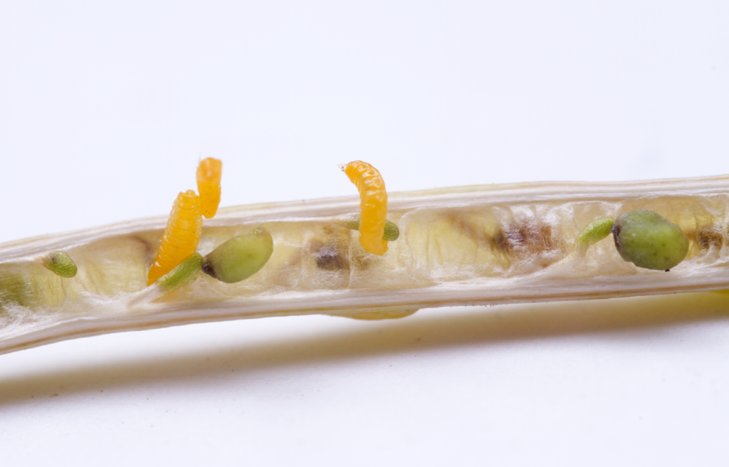 Canola flower midge larvae in a canola pod