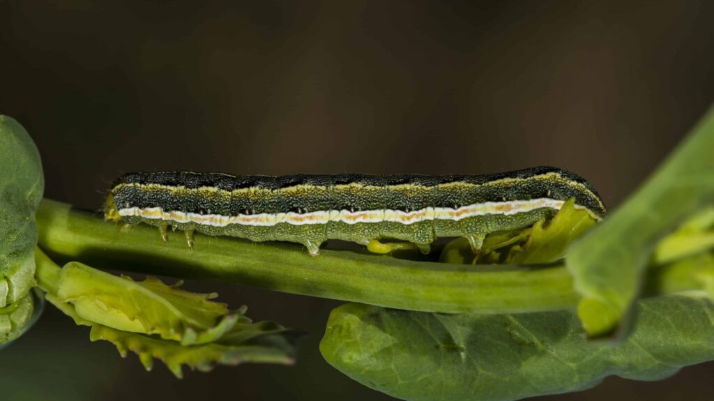 Clover cutworm larva