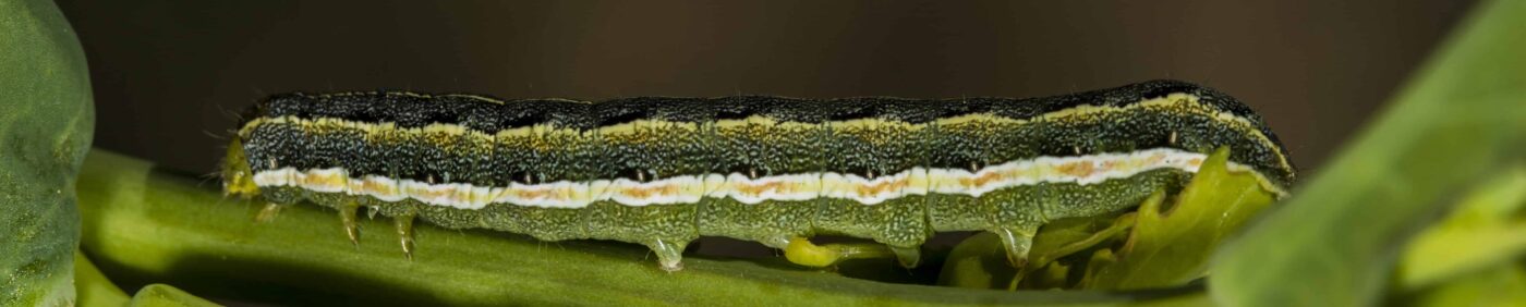 Clover cutworm larva