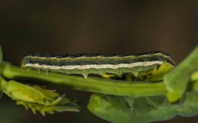 Clover cutworm larva