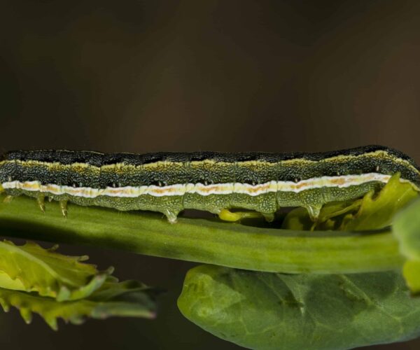 Clover cutworm larva
