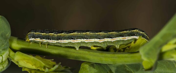 Clover cutworm larva