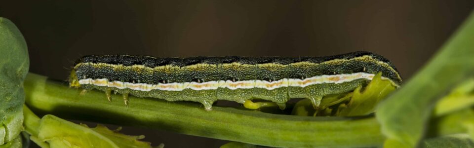 Clover cutworm larva