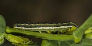 Clover cutworm larva