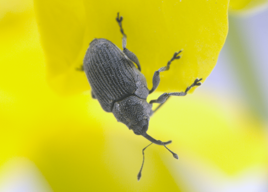 Cabbage seedpod weevil on a canola flower