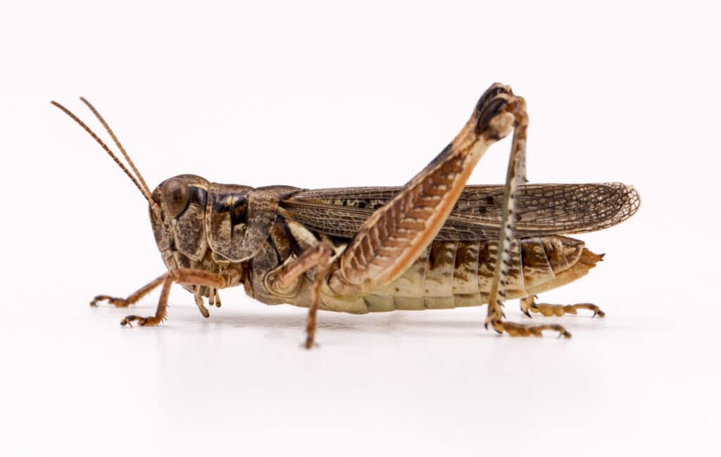 migratory grasshopper