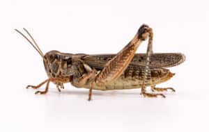 migratory grasshopper