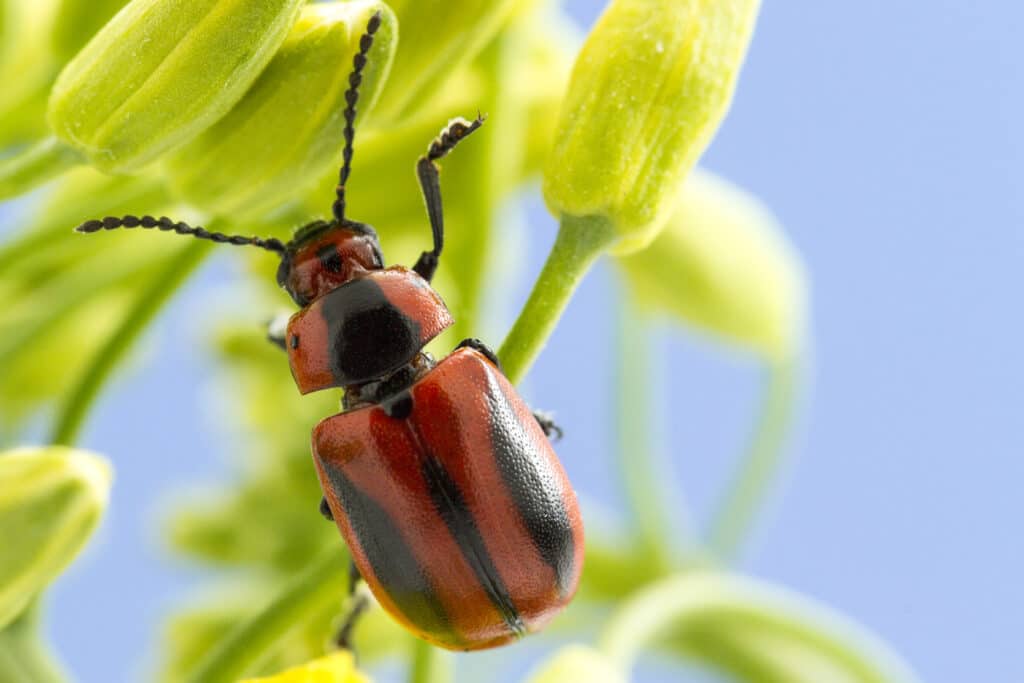 Red turnip beetle on a canola plant