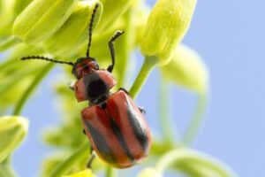 Red turnip beetle on a canola plant