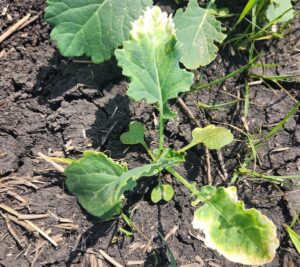 damage from Group 27 herbicide