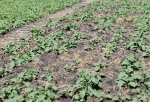 Severe thinning due to seed-placed urea