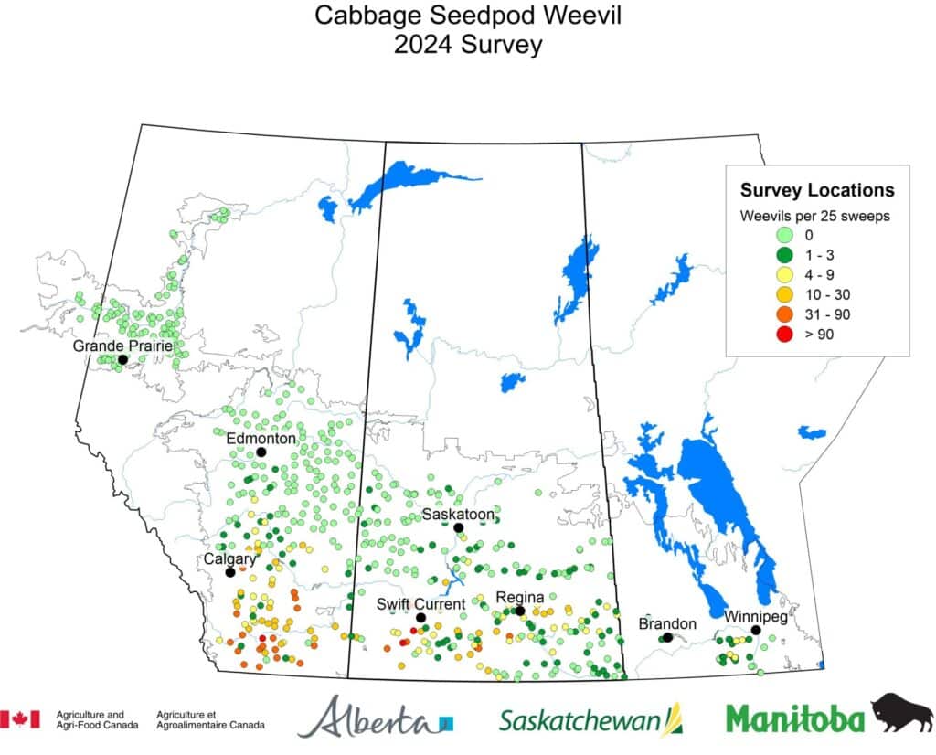 Prairie map of the densities of cabbage seedpod weevil observed in sweep-net samples retrieved from commercial fields of canola (Brassica napus) in 2024 and posted by the Prairie Pest Monitoring Network.