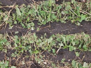 hail on canola