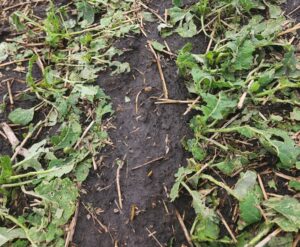 hail damaged canola