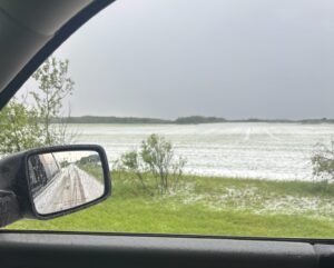hail on canola