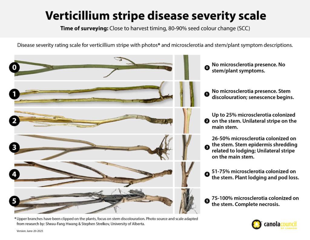 Verticillium stripe disease severity rating scale