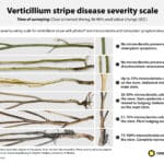 Verticillium stripe disease severity rating scale