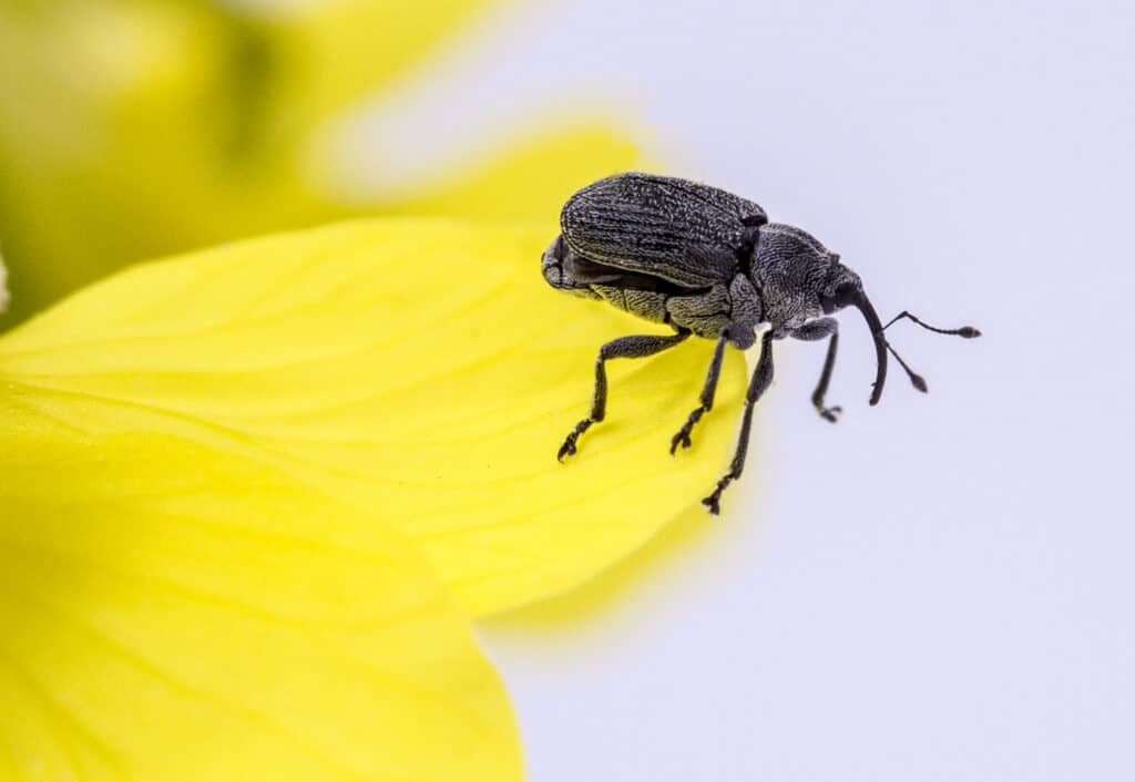 Close-up of a cabbage seedpod weevil on a canola plant