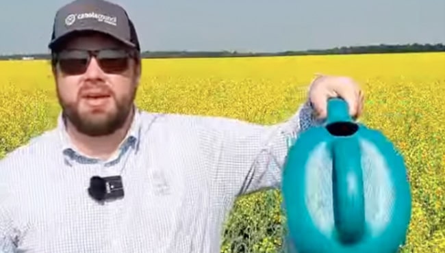 Canola Watch July 3, 2025